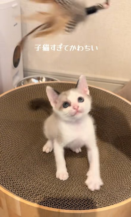 猫じゃらしで遊んでいる子猫