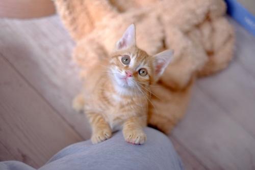膝に手をかけて見上げる子猫