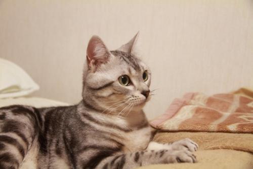 スフィンクス座りの猫