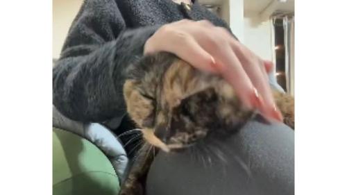 室内にいる猫