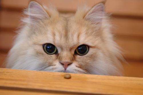 黒目がちな猫
