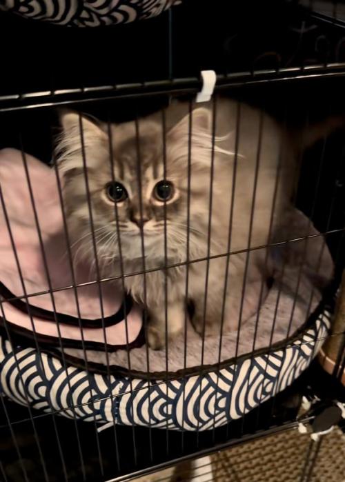 見つめる猫