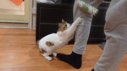 足に前足をかけて