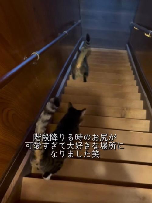 一列で階段を降りる2匹の猫