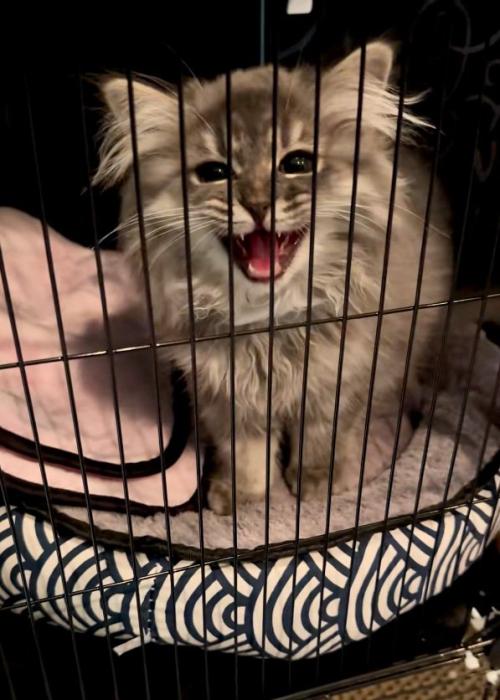 訴える猫