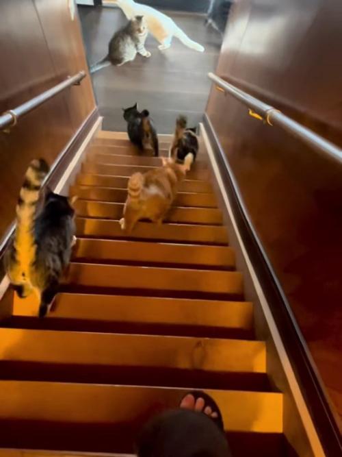 階段を降りる4匹の猫