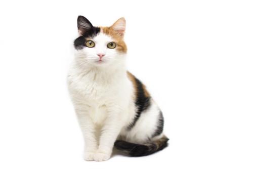 しっぽを巻いて座る猫