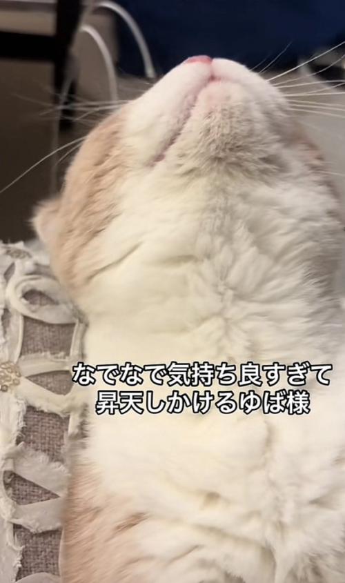 「なでなで気持ち良すぎて...」のテロップ写真3
