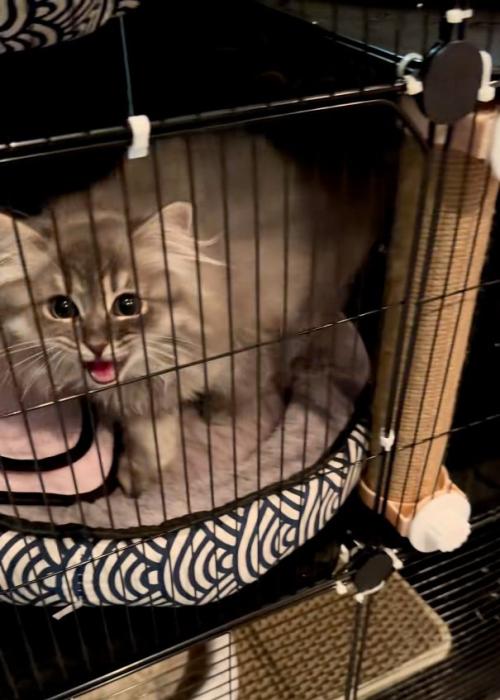 見上げる猫