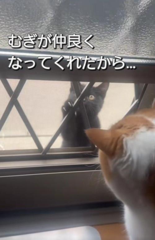 ドアを挟んで向き合う2匹の猫