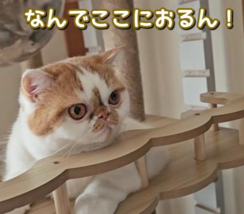 驚いている猫