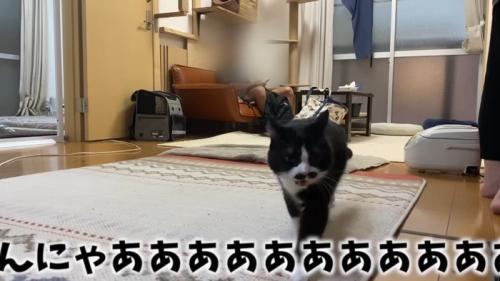 んにゃあああ