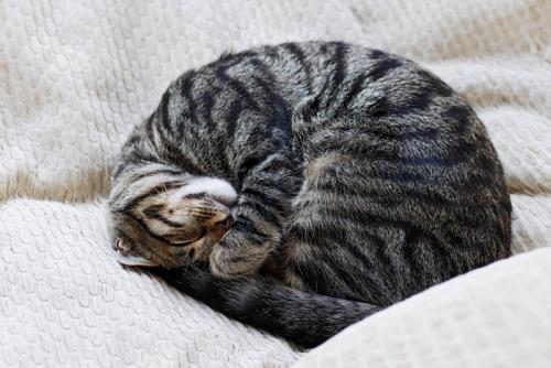 丸まって眠る猫