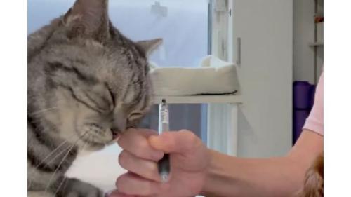 女性の手と猫