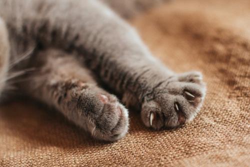 猫の手