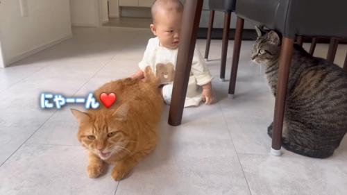 鳴く猫