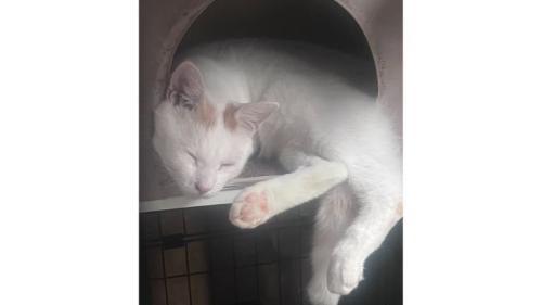 眠る猫