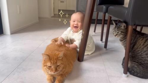 叩かれる猫