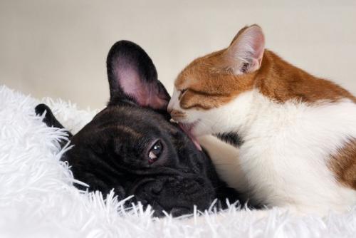犬を毛づくろいする猫