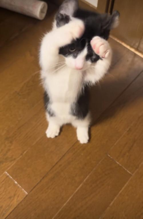 後ろ足で立って前足を動かす子猫
