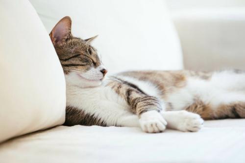リラックスした猫