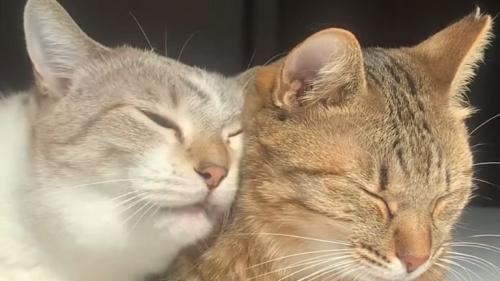 2匹の猫