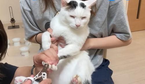 猫の様子