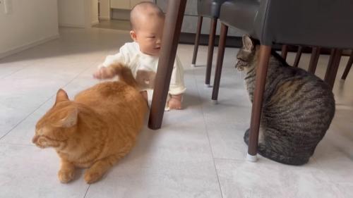 見られる猫