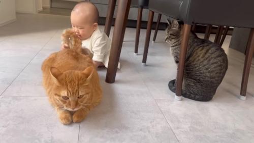 見守る猫