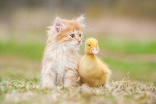 猫とアヒル