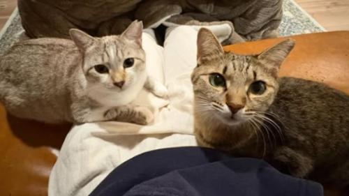 2匹の猫