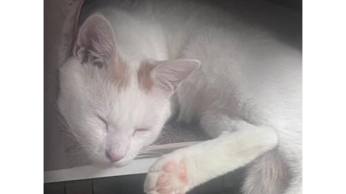 眠る猫