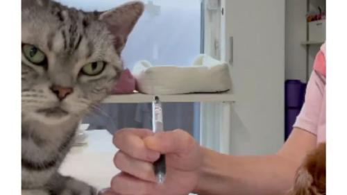 女性の手と猫