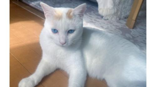 室内にいる猫