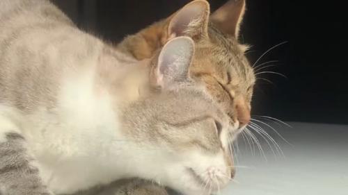 2匹の猫