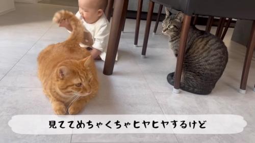 尾を振る猫