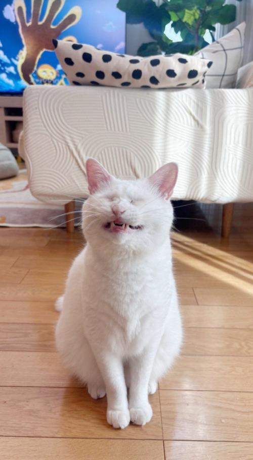 「イー」としている猫