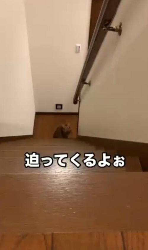 階下にいる猫
