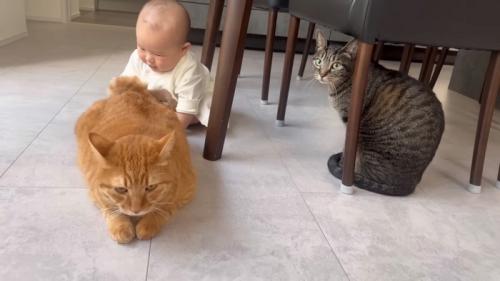 ちらっと見る猫