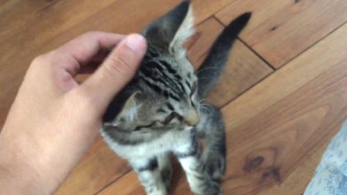 頭を撫でて
