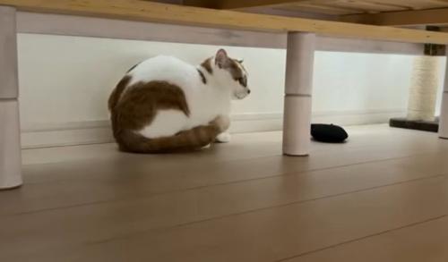 猫の様子