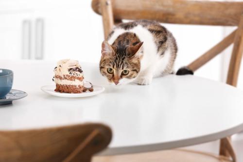 テーブルの登ろうとしている猫