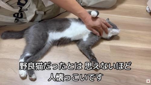 テロップ「野良猫だったとは思えないほど~」
