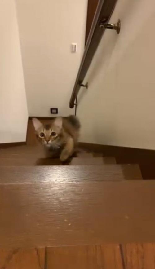 階段をのぼってくる猫5