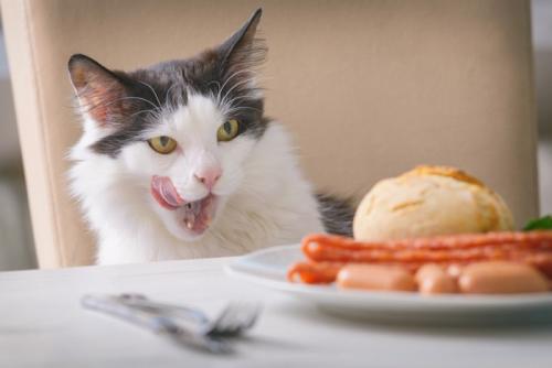 テーブルに上の食事が気になる猫