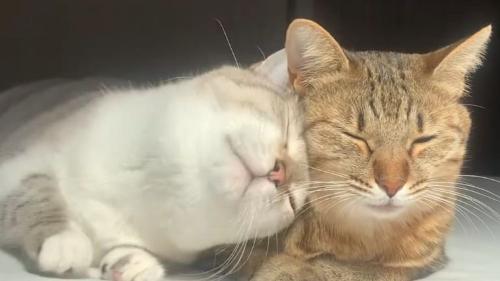 2匹の猫