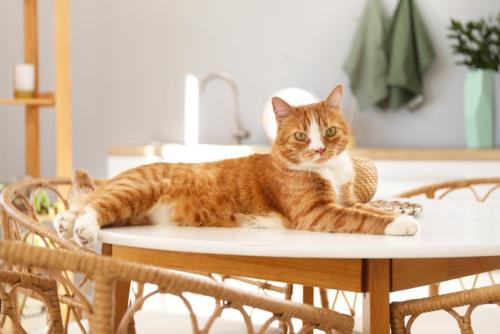 テーブルの上で横たわる猫