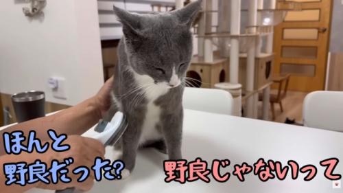 テロップ「ほんとに野良だった?」