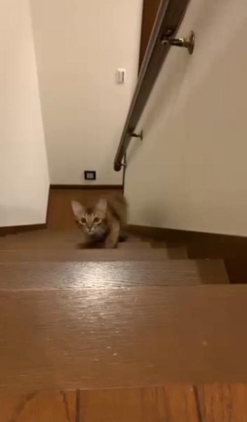階段をのぼってくる猫4