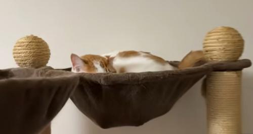 猫の様子